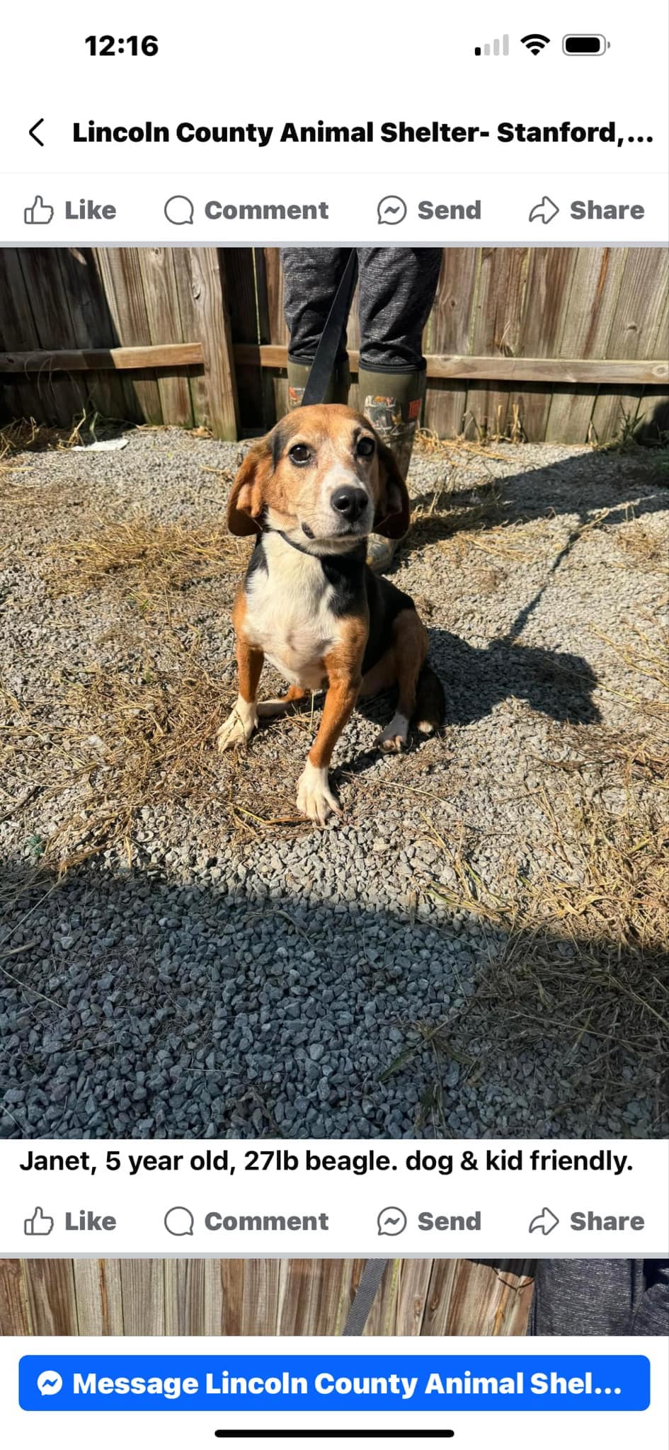 adoptable Dog in Minneapolis, MN named Janet