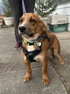 Benny