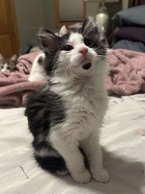 Vito