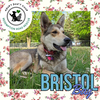 Bristol Bay