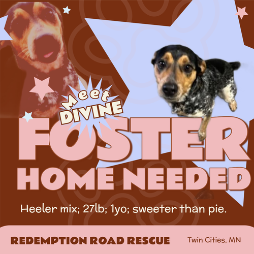 Divine *FOSTER HOME NEEDED*