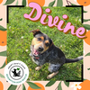 Divine *pending adoption*