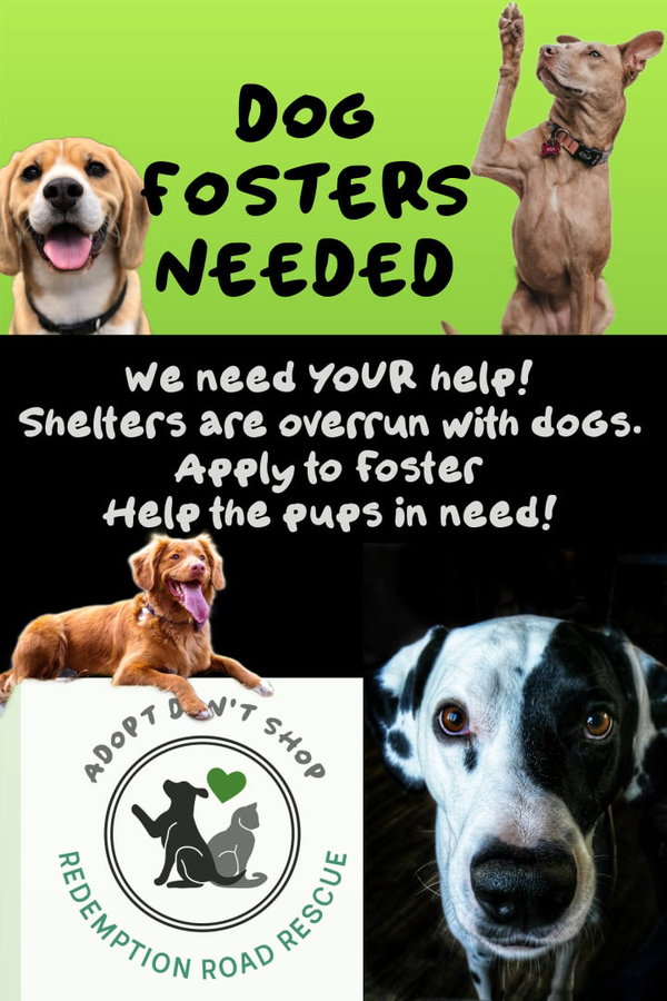 *DOG FOSTERS NEEDED*