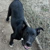 Midge *Foster Needed*