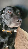 Buddy
