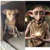 Dobby