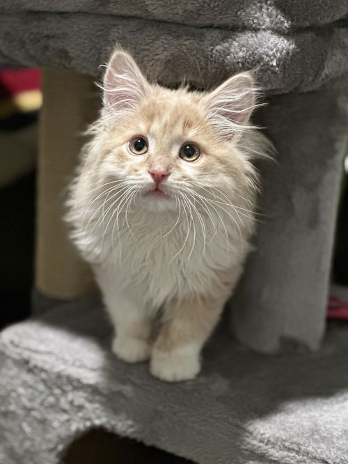 Colson aka MGKitty