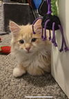 Colson aka MGKitty