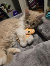 Colson aka MGKitty