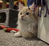 Colson aka MGKitty