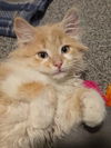 Colson aka MGKitty