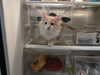 Colson aka MGKitty