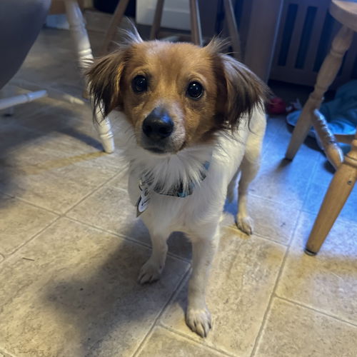 Pierre