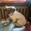 Pierre