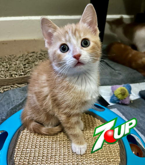 7Up (Fanta Baby)