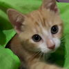7Up (Fanta Baby)