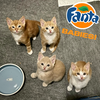 Crush (Fanta Baby)