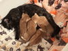 *KITTEN FOSTERS NEEDED*