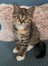 *KITTEN FOSTERS NEEDED*