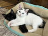*KITTEN FOSTERS NEEDED*