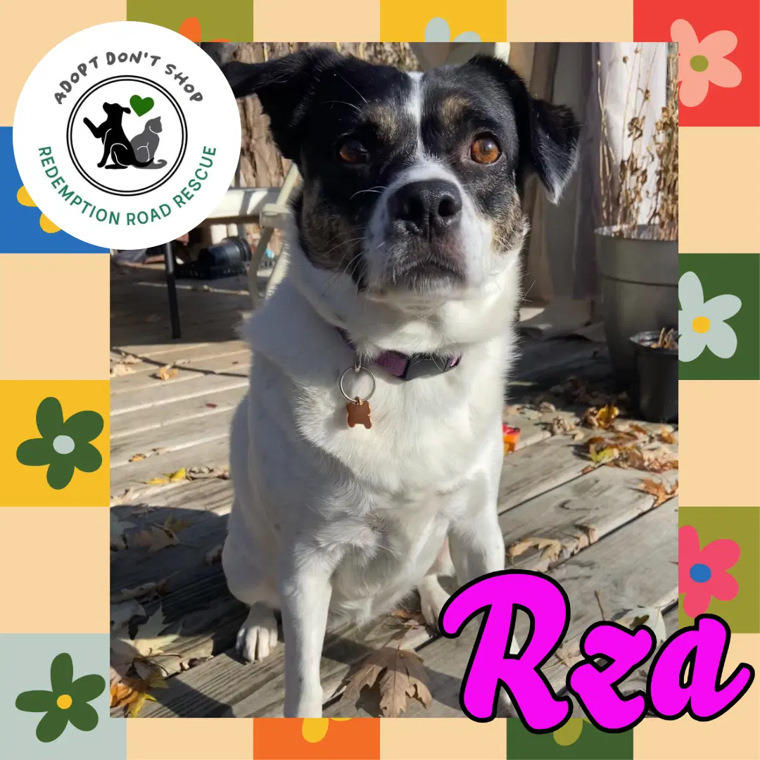 Rza - Australian Cattle Dog/Blue Heeler