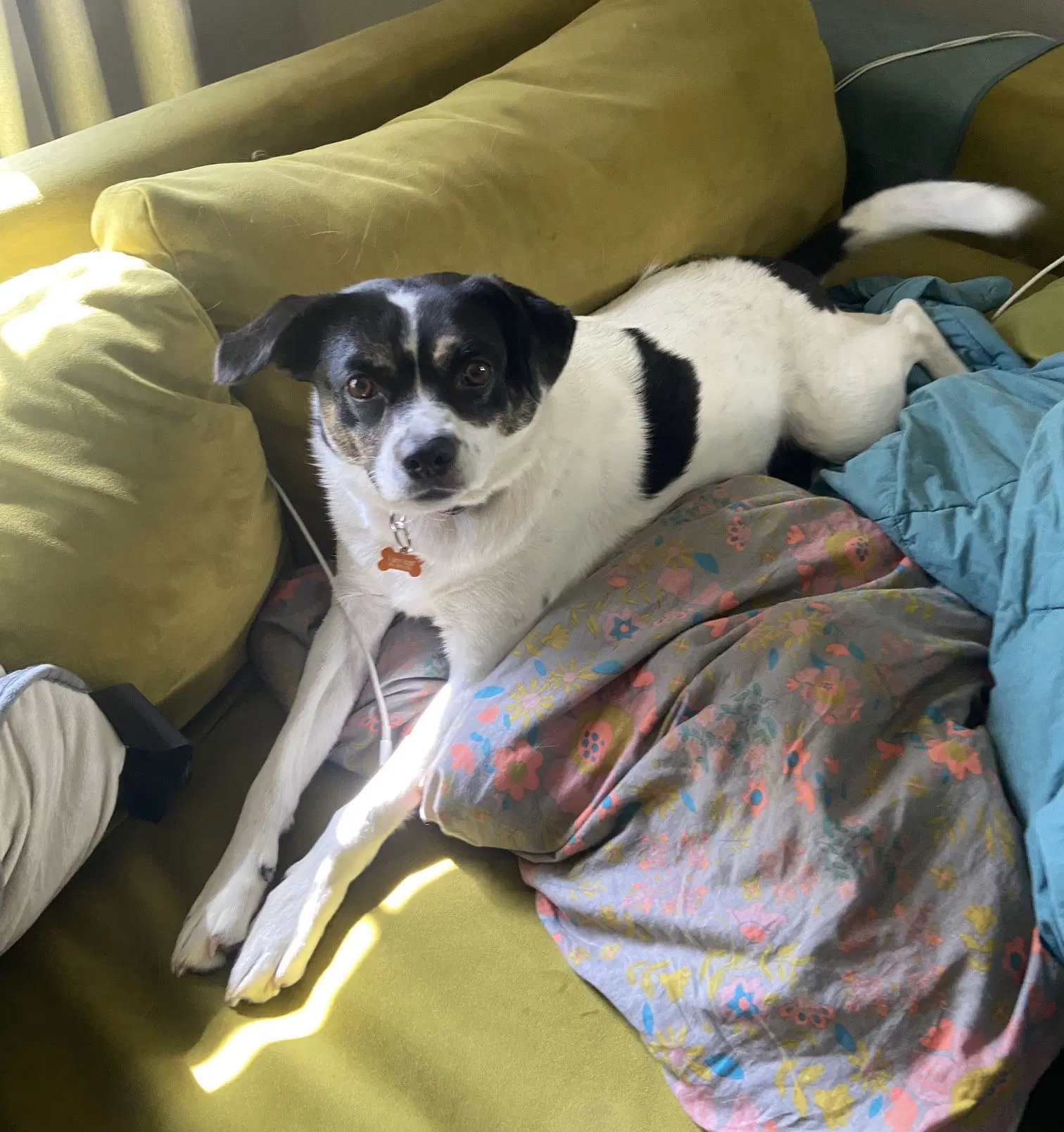 Rza - Australian Cattle Dog/Blue Heeler