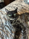 Lola