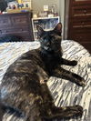 Lola *FOSTER HOME NEEDED*