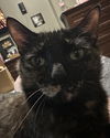 Lola *FOSTER HOME NEEDED*