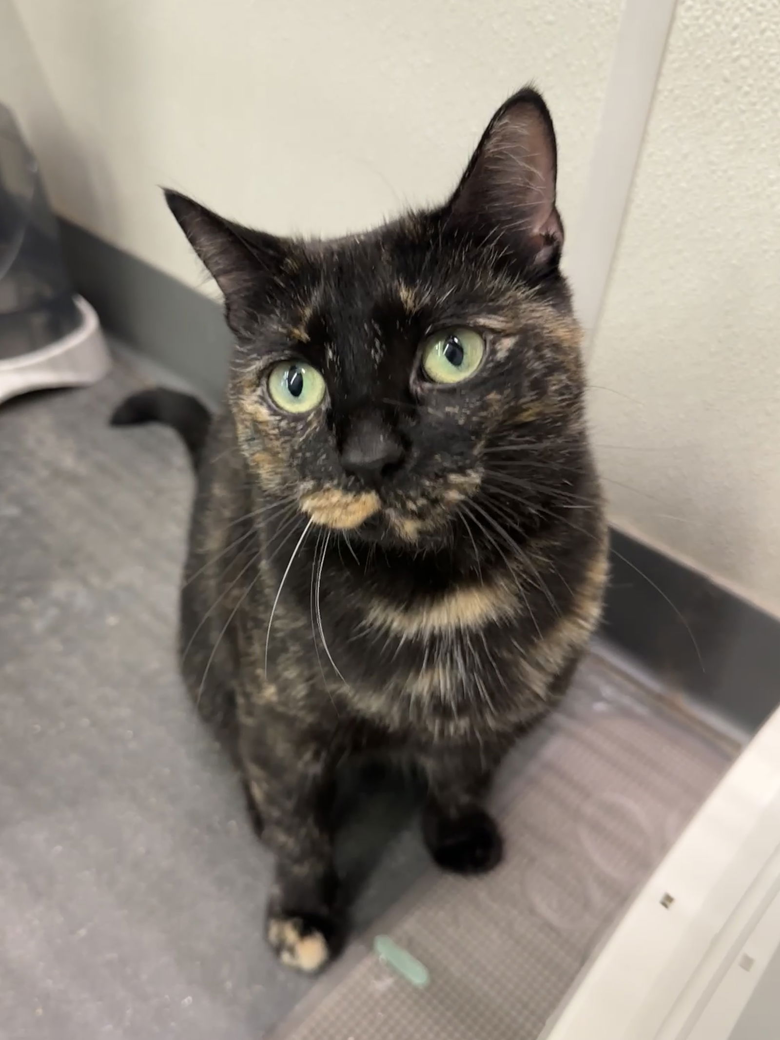 adoptable Cat in Minneapolis, MN named Lola