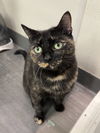 adoptable Cat in minneapolis, MN named Lola