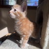 Marvin