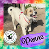 Penne *NEW ARRIVAL*