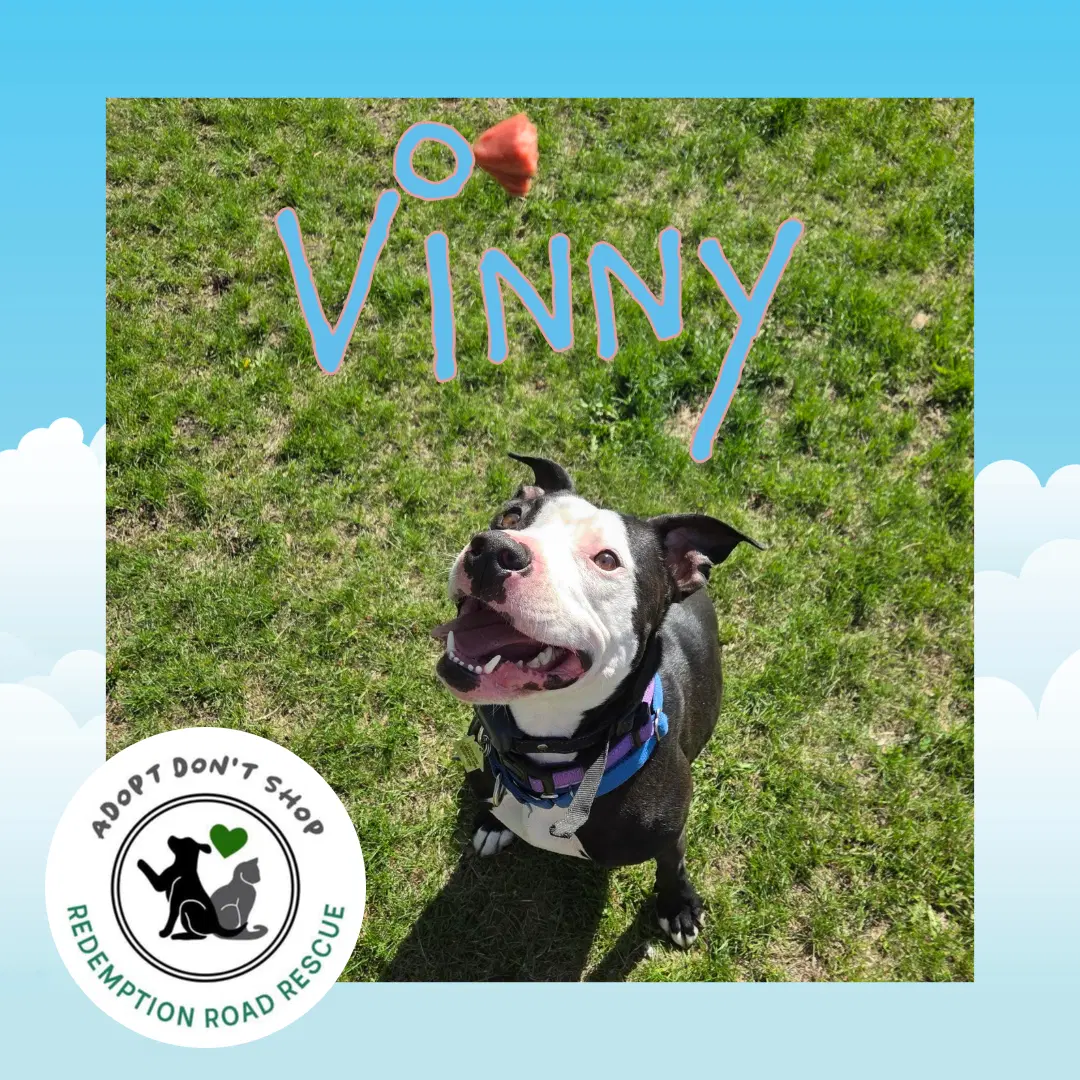 Vinny - Pit Bull Terrier