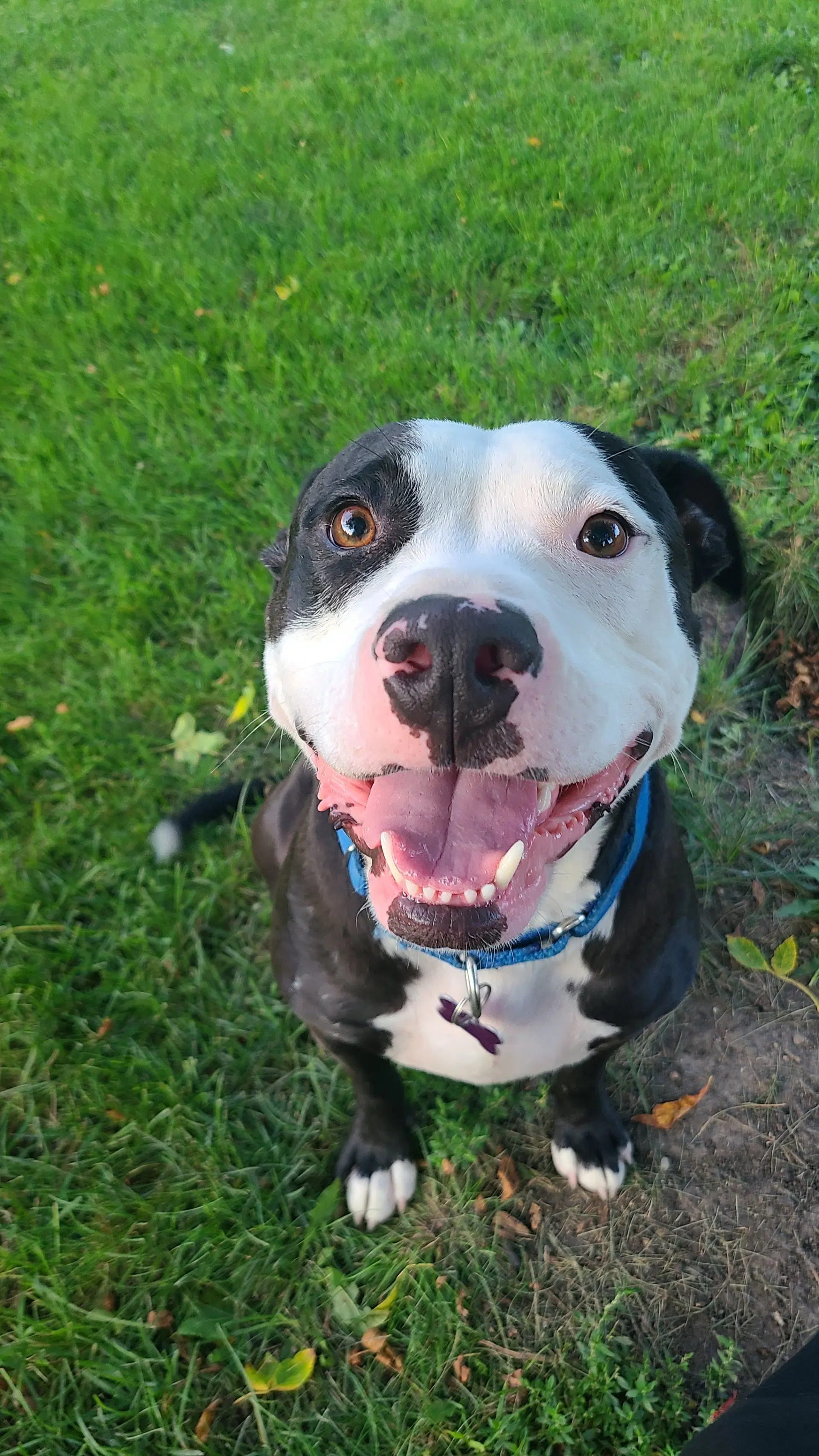 Vinny - Pit Bull Terrier