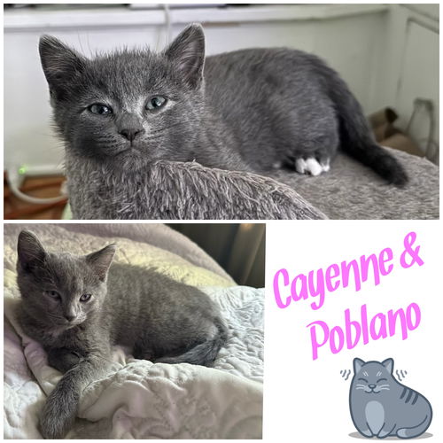 Cayenne & Poblano