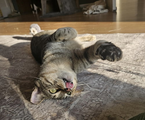 ALFA - Domestic Short Hair available for adoption