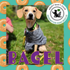 Bagel