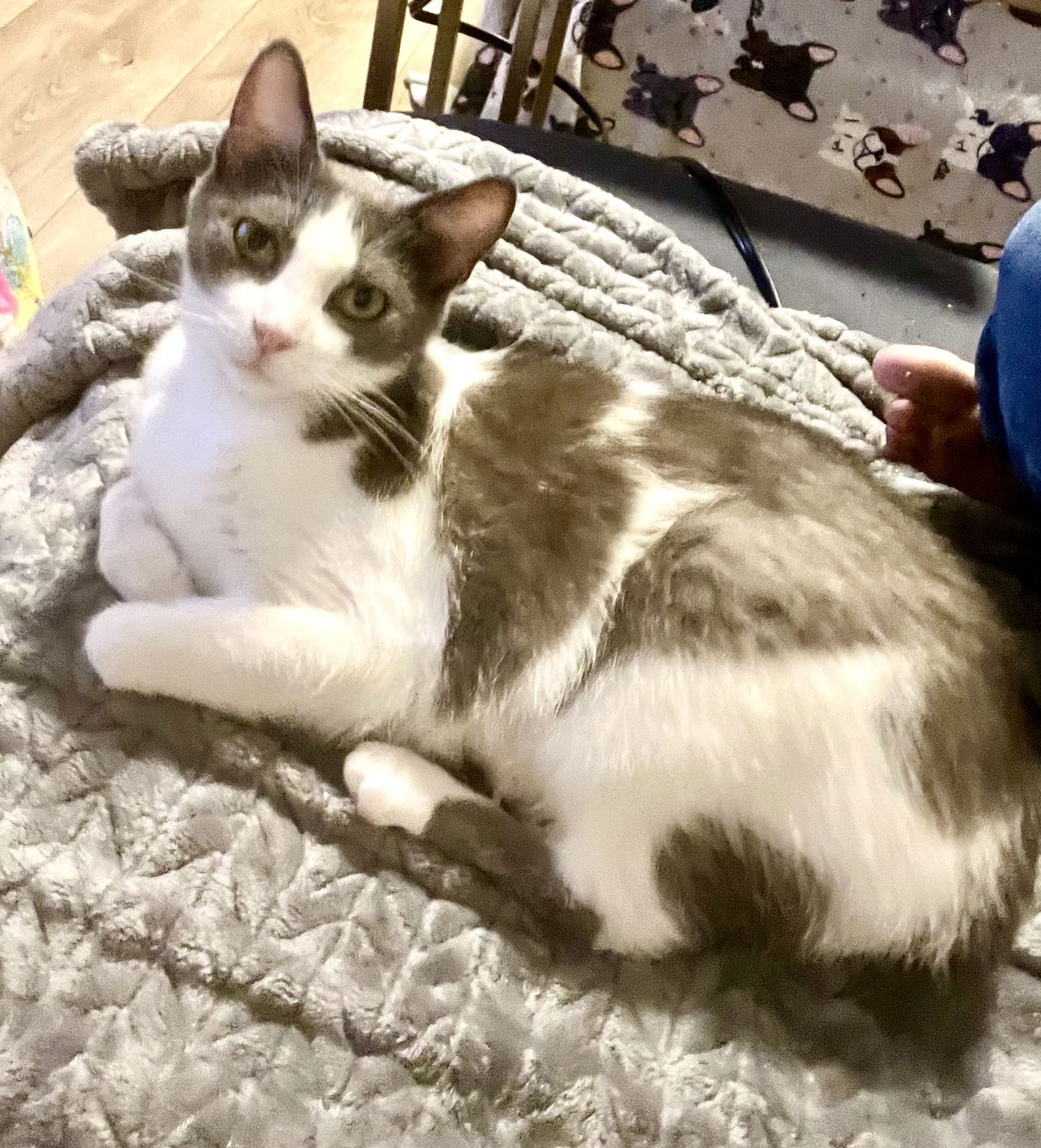 adoptable Cat in Minneapolis, MN named Deli