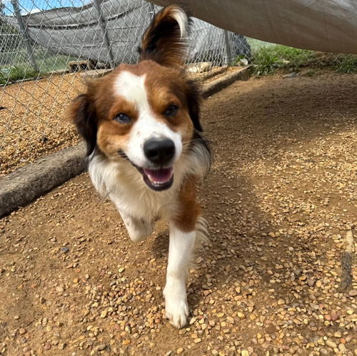 Bark Twain *NEW ARRIVAL*