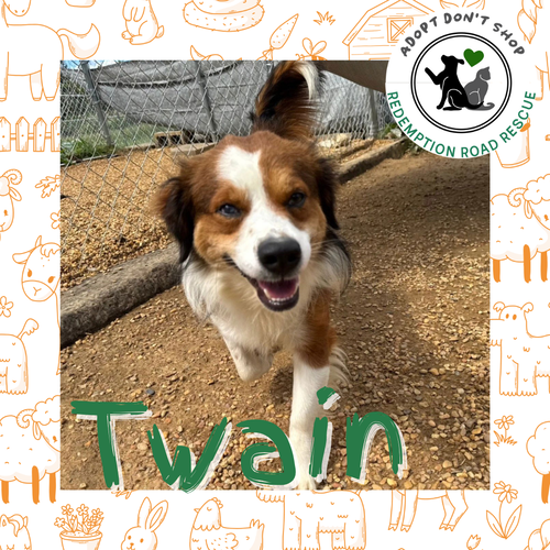 Bark Twain *NEW ARRIVAL*