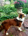 Bark Twain *NEW ARRIVAL*