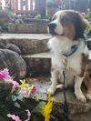 Bark Twain *NEW ARRIVAL*