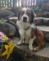 Bark Twain *NEW ARRIVAL*