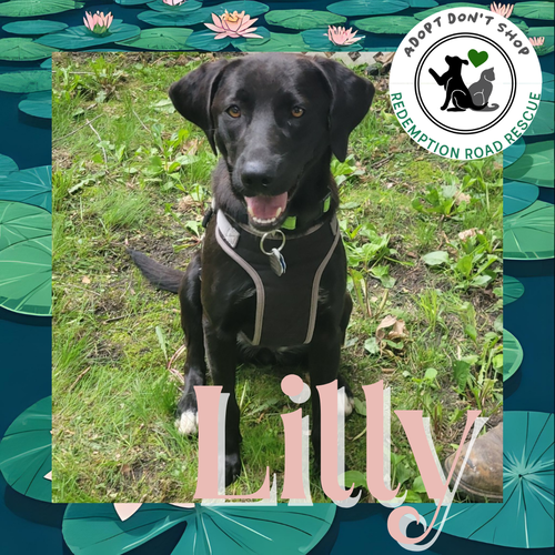 Lilly *NEW ARRIVAL*