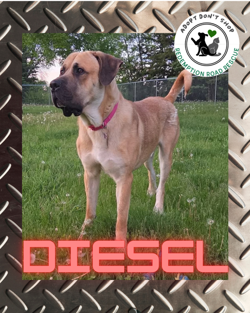 Diesel *NEW ARRIVAL*