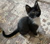 adoptable Cat in minneapolis, MN named Tadpole