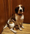 Chloe *FOSTER HOME NEEDED*