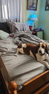 Chloe *FOSTER HOME NEEDED*