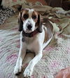 Chloe *FOSTER HOME NEEDED*